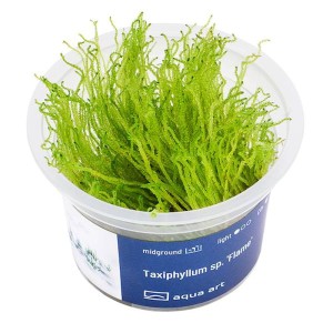 Taxiphyllum sp. 'Flame' mech roślina do akwarium ŁATWY w uprawie in vitro