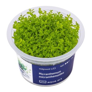 Hemianthus micranthemoides duży heniek 6cm kubek in vitro