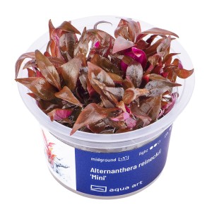 Alternanthera reineckii 'Mini' czerwona roślina do akwarium kubek in vitro