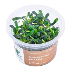 Bucephalandra sp. ’aqua artica’ in vitro kubek 6cm