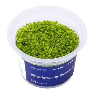 Micranthemum 'monte carlo' in vitro kubek 6cm