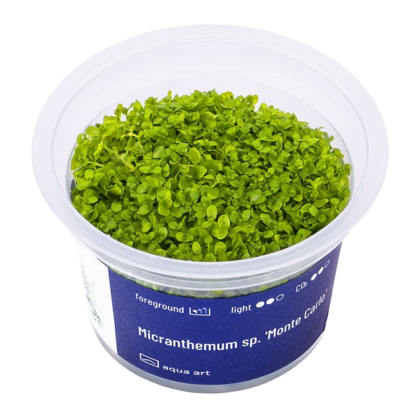 Micranthemum 'monte carlo' in vitro kubek 6cm