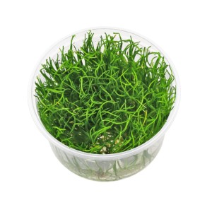 Lilaeopsis mauritiana trawnik kubek 10 cm in vitro