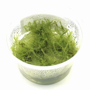 Stringy Moss (L. riparium) 10cm Kubek In Vitro Mech do Akwarium