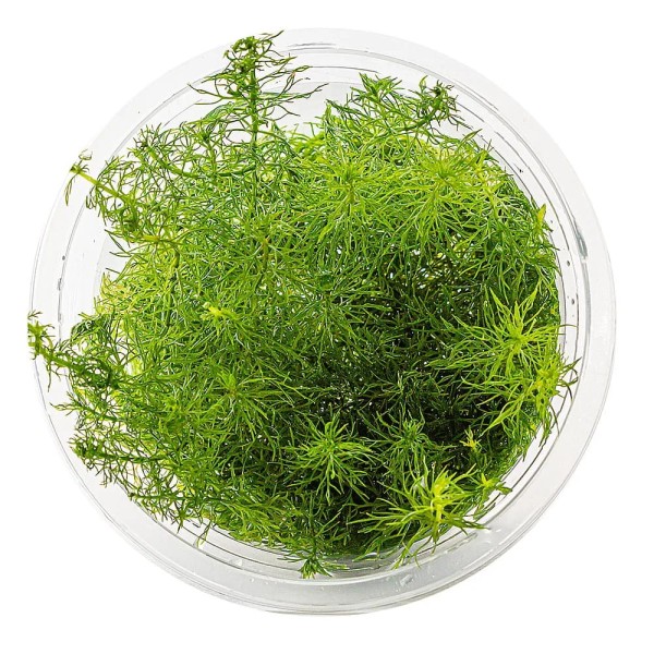 Myriophyllum sp guyana In Vitro Kubek 10cm Roślina Do Awarium