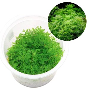 Myriophyllum mattogrossense Roślina Do Akwarium III Plan Kubek 10cm