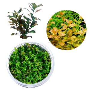 Ludwigia Ovalis Pomarańczowa Roślina do Akwarium III Plan Kubek 10cm in vitro