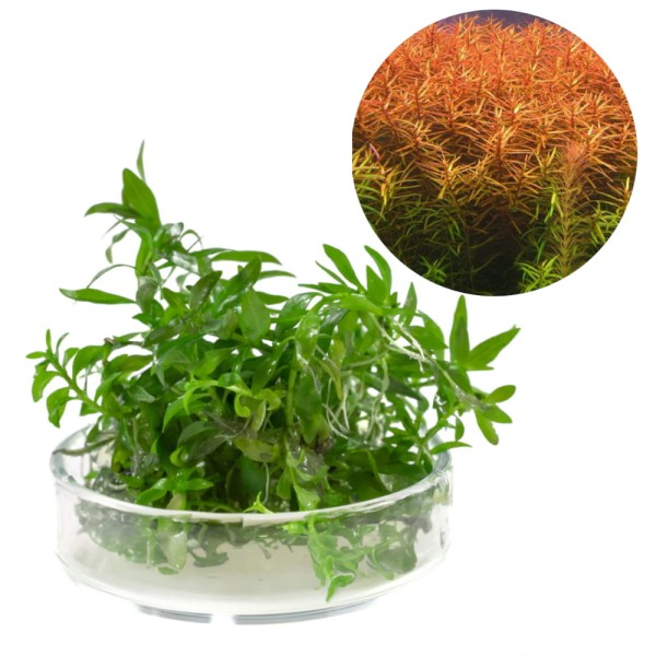 Ludwigia brevipes 5 Sadzonek In Vitro Roślina Do Akwarium