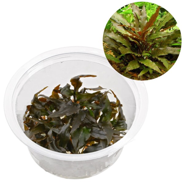 Cryptocoryne Wendtii BROWN in vitro kubek 10cm