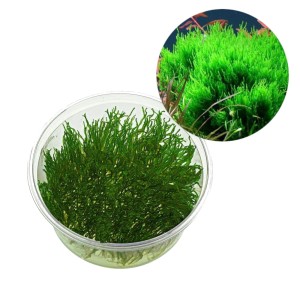 Taxiphyllum sp. Flame moss mech płomienny kubek 10cm In Vitro