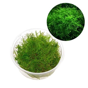 Taiwan Moss Taxiphyllum Allternans Mech Kubek 10cm In Vitro