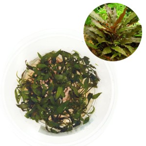 Cryptocoryne becketti Roślina Do Akwarium In Vitro Kubek 10cm