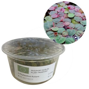 Phyllanthus fluitans Czerwona roślina Pływająca Kubek 10cm In Vitro