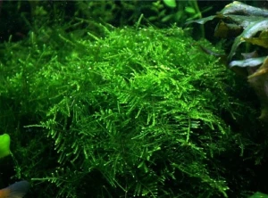 Taiwan Moss Taxiphyllum Allternans Mech In Vitro kubek 10cm