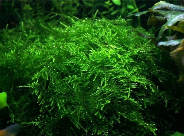 Taiwan Moss Taxiphyllum Allternans Mech In Vitro kubek 10cm
