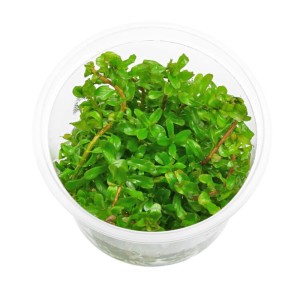 Rotala sp. Shimoga In Vitro Kubek 10cm Roślina Do Akwarium