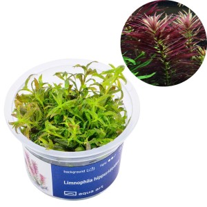 Limnophila Hippuridoides IN VITRO roślina na trzeci plan Aqua Art