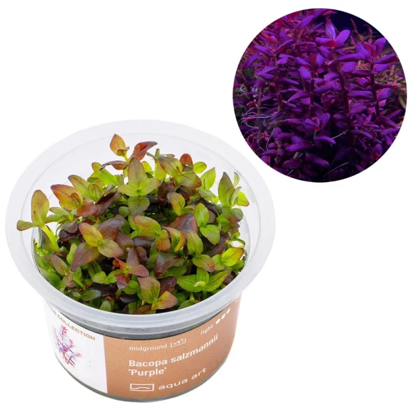 Bacopa salzmannii Purple roślina invitro do akwarium kubek 6cm