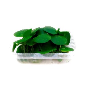 Limnobium Laevigatum Roślina Pływająca do Akwarium In Vitro Kubek 10cm