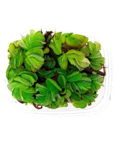 Salvinia Auriculata Roślina Pływająca Do Akwarium kubek 10cm in vitro