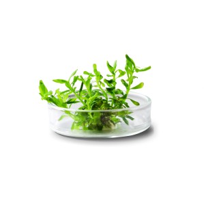 Rotala sp. Shimoga In Vitro 5szt Roślina Do Akwarium