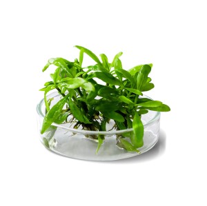Hygrophila Corymbosa Thailand In Vitro porcja 5szt roślina do akwarium