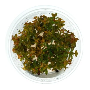 Hygrophila Corymbosa Thailand In Vitro kubek 10 cm roślina do akwarium