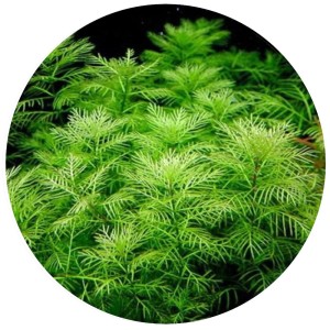 Myriophyllum mattogrossense Roślina Do Akwarium III Plan porcja 10 sadzonek