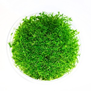 Myriophyllum Aquaticum Wywłócznik Brazylijski In Vitro Kubek 10cm