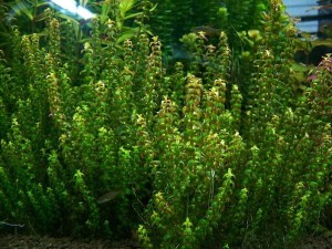 Rotala sp. Pearl Perłowa Koszyk XXL wyjątkowa roślina do akwarium