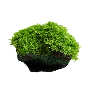 Wgłębka Wodna Riccia Fluitans Na Lawie Gotowa Aranżacja