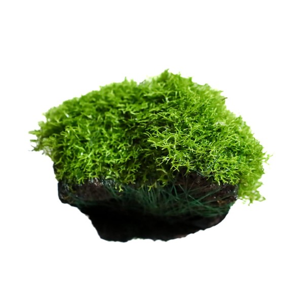 Wgłębka Wodna Riccia Fluitans Na Lawie Gotowa Aranżacja