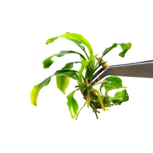 Bucephalandra sp. Wavy Leaves rzadki epifit roślina akwariowa na korzeń
