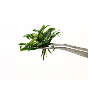 Bucephalandra sp. Filliformis rzadki epifit roślina akwariowa na korzeń