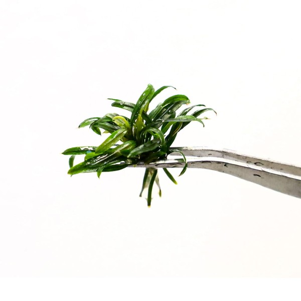 Bucephalandra sp. Filliformis rzadki epifit roślina akwariowa na korzeń