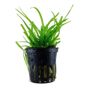 Sagittaria Subulata Strzałka Skrzydlasta Koszyk XXL