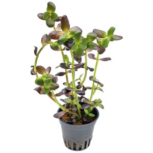 Bacopa Salzmani Purple XXL purpurowa roślina środkowego planu