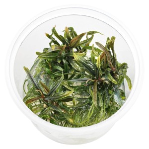 Bucephalandra sp. Filliformis In Vitro Roślina na Korzeń Kubek 10cm