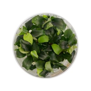 Bucephalandra sp. Wavy Green In Vitro Roślina na Korzeń Kubek 10cm