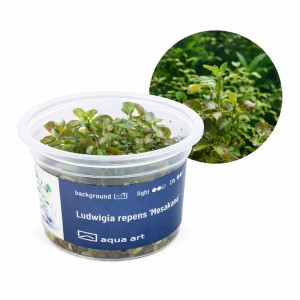 Ludwigia repens 'Mesakana' roślina do akwarium na II plan kubek 6cm in vitro