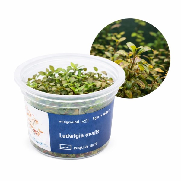 Ludwigia Ovalis pomarańczowa roślina do akwarium III plan kubek 6cm in vitro