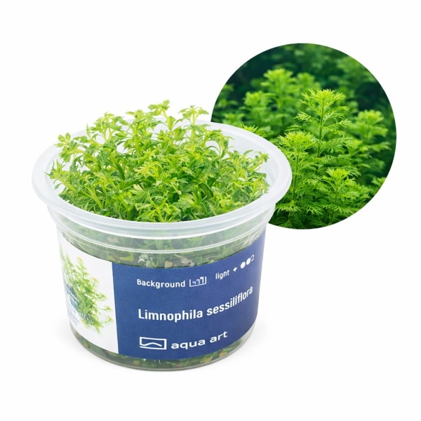 Limnophila Sessiliflora zielona roślina do akwarium III plan kubek 6cm in vitro
