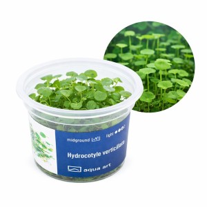 Hydrocotyle Verticillata roślina do akwarium II plan kubek 6cm in vitro