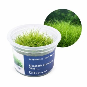 Eleocharis Acicularis 'Mini' roślina do akwarium trawnik kubek 6cm in vitro