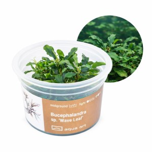 Bucephalandra sp.’Wave Leaf’ roślina do akwarium na korzeń kubek 6cm in vitro