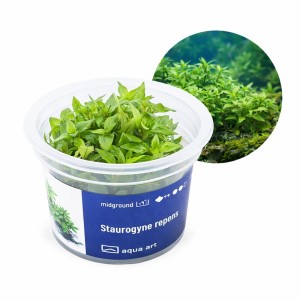 Staurogyne Repens kubek 6cm in vitro