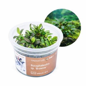 Bucephalandra sp. 'Brownie' in vitro kubek 6cm