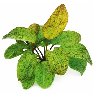 Echinodorus Ocelot Red Koszyk XXL