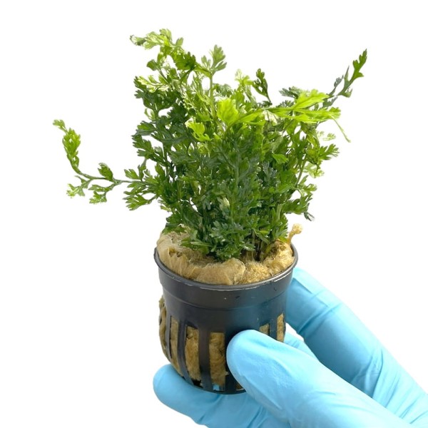 Bolbitis Heteroclita Difformis paproć akwariowa Koszyk