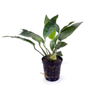 Anubias heterophylle roślina do akwarium na korzeń koszyk XXL